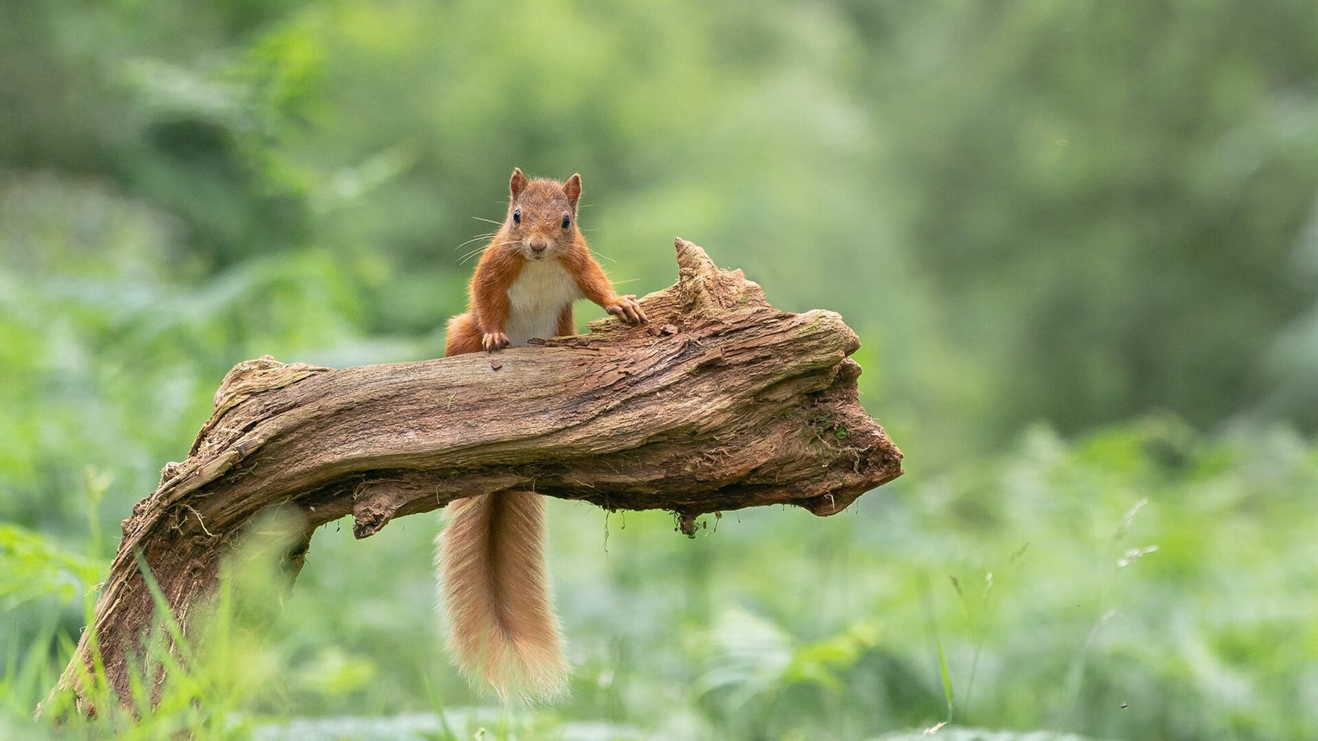 绿茵抢七夜，格列兹曼的锋刃，刺破寂静的结界