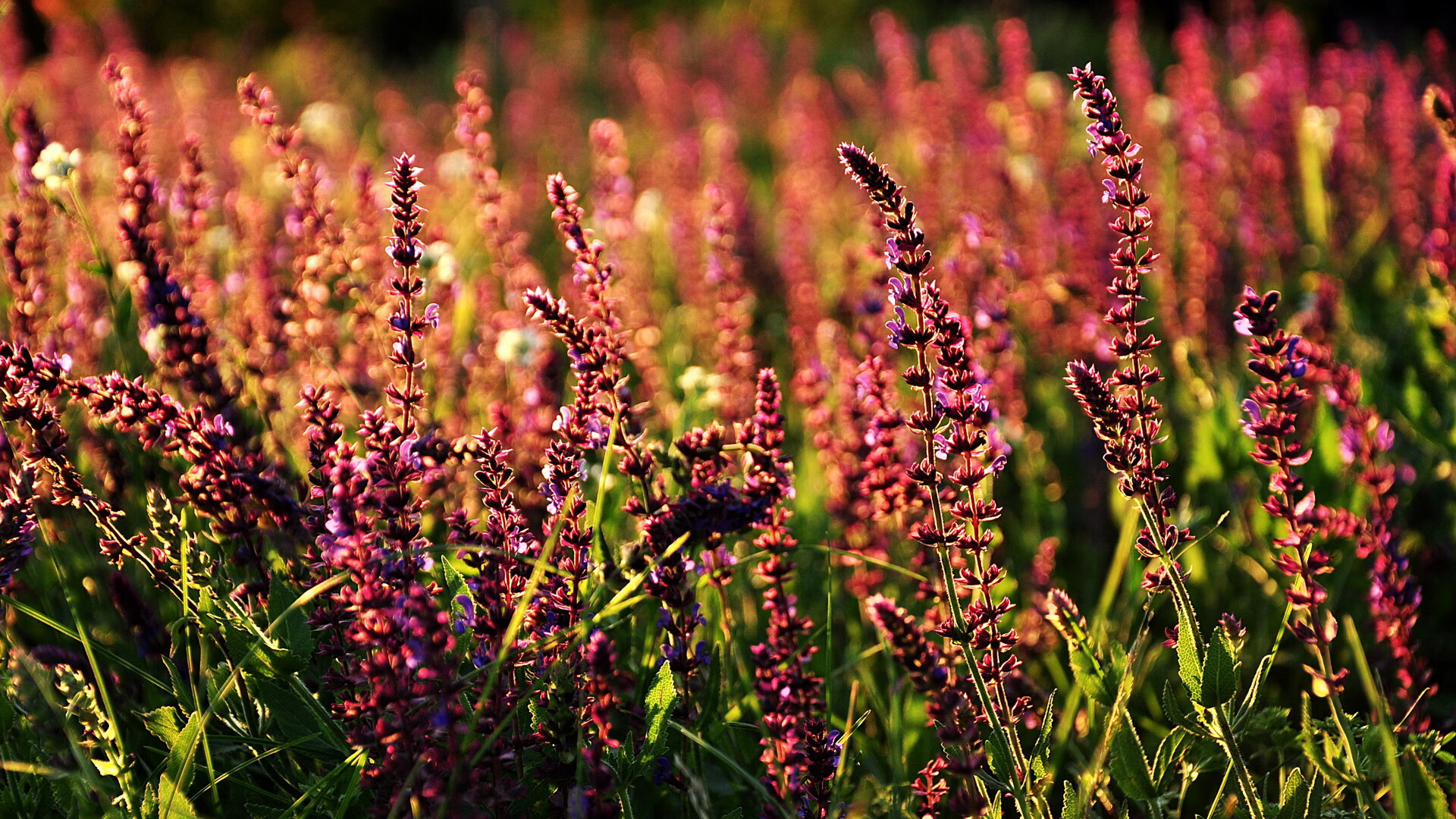 开云体育中国-棋手与棋盘，保罗如何以无形之手定义年度焦点之战