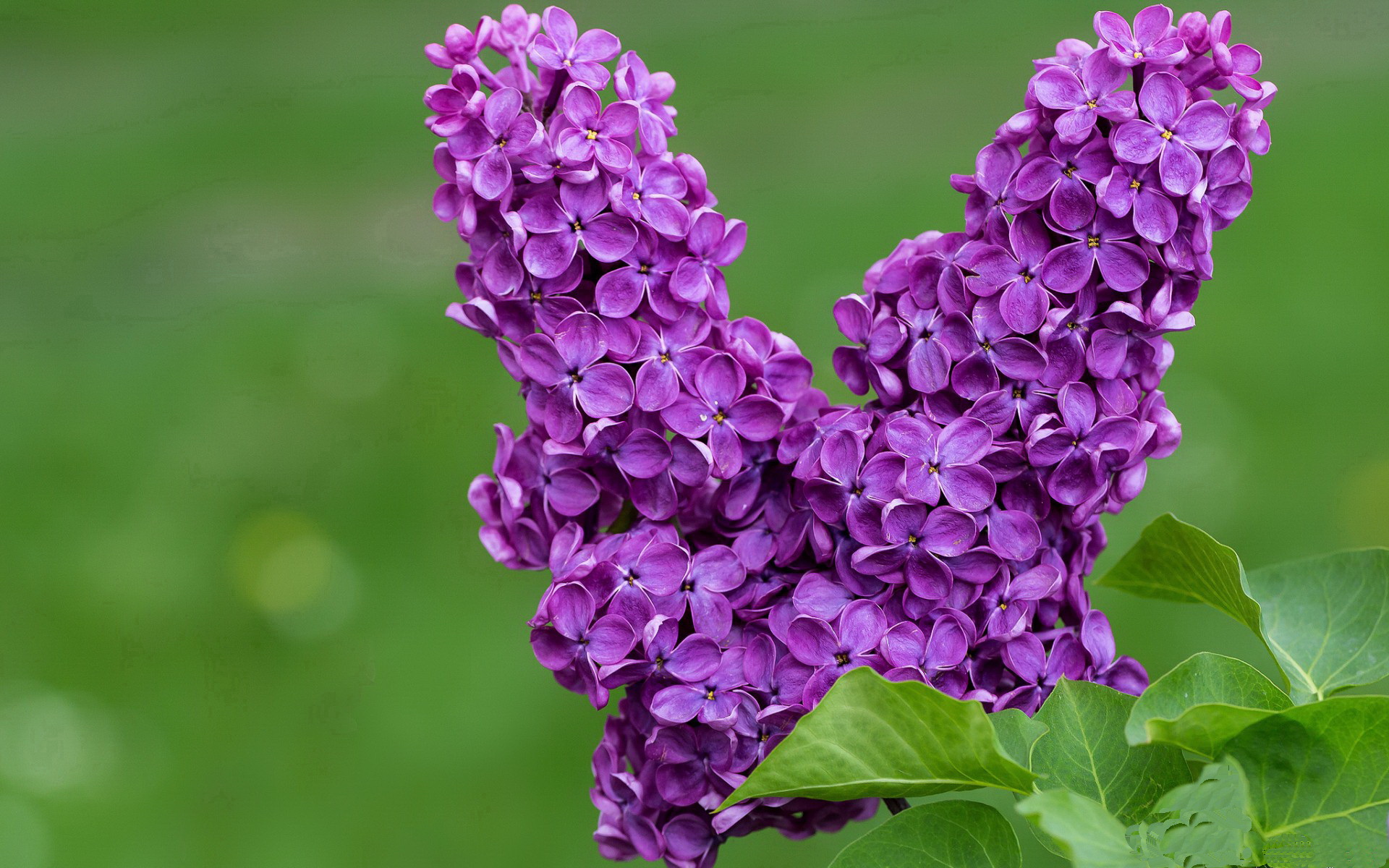 开云体育APP下载-球场上的降维打击，当里昂用战术显微镜肢解那不勒斯，阿劳霍如何成为系统破壁人？