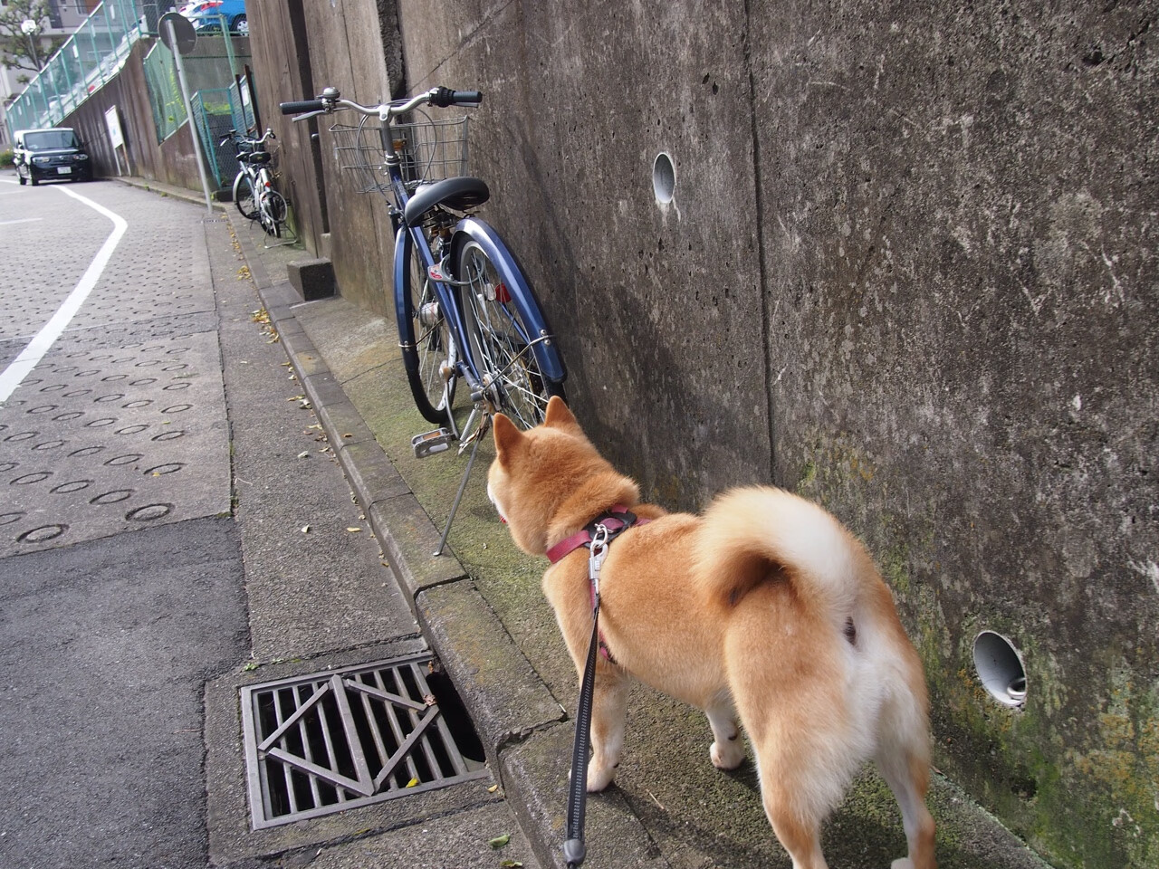 速度对撞，F1新赛季揭幕战与火箭森林狼的激情交锋