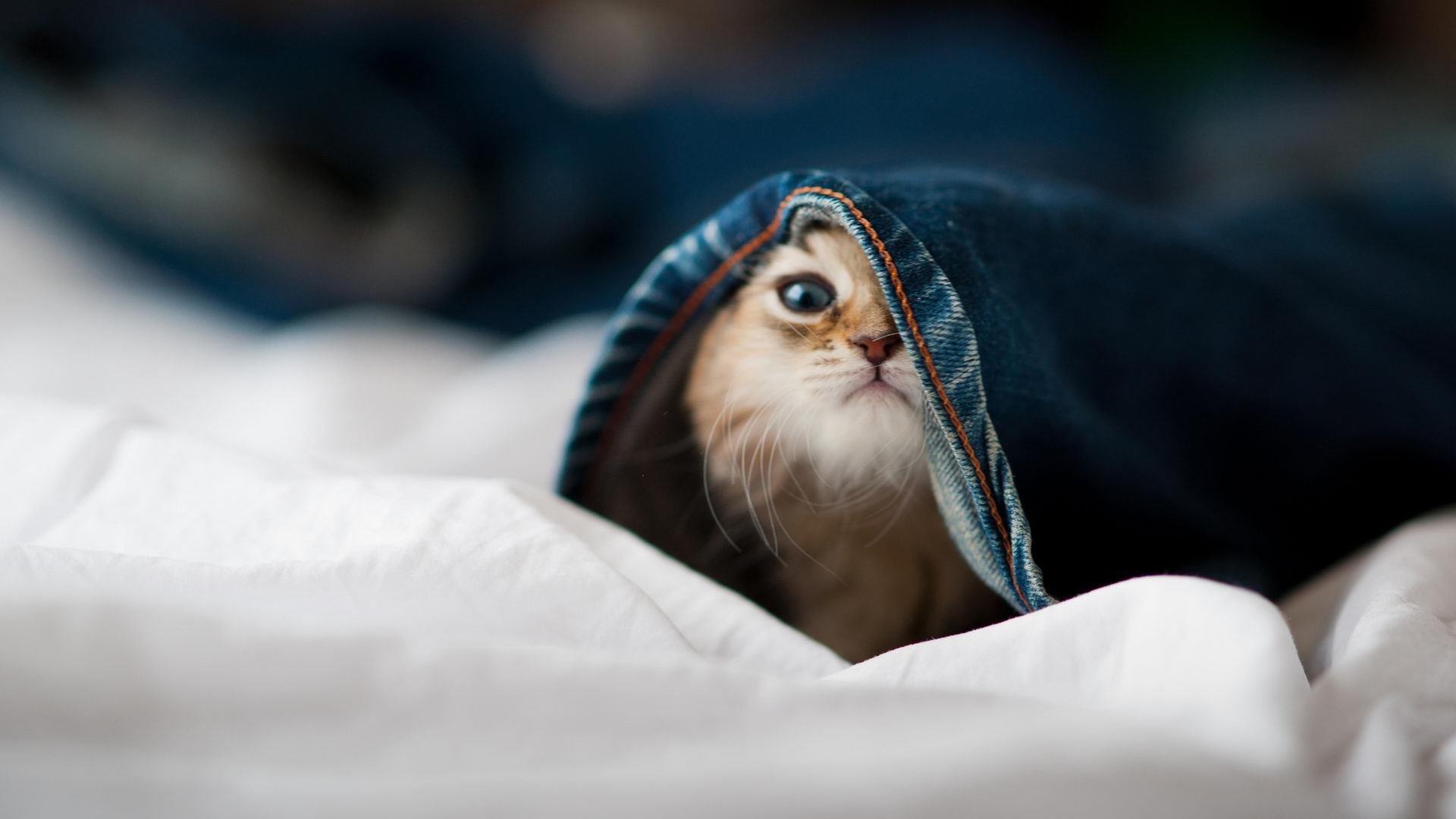 悬念燃烧至最后一秒，火箭以马竞式坚韧险胜广厦—这场CBA对决为何被称作欧冠淘汰赛焦点战？