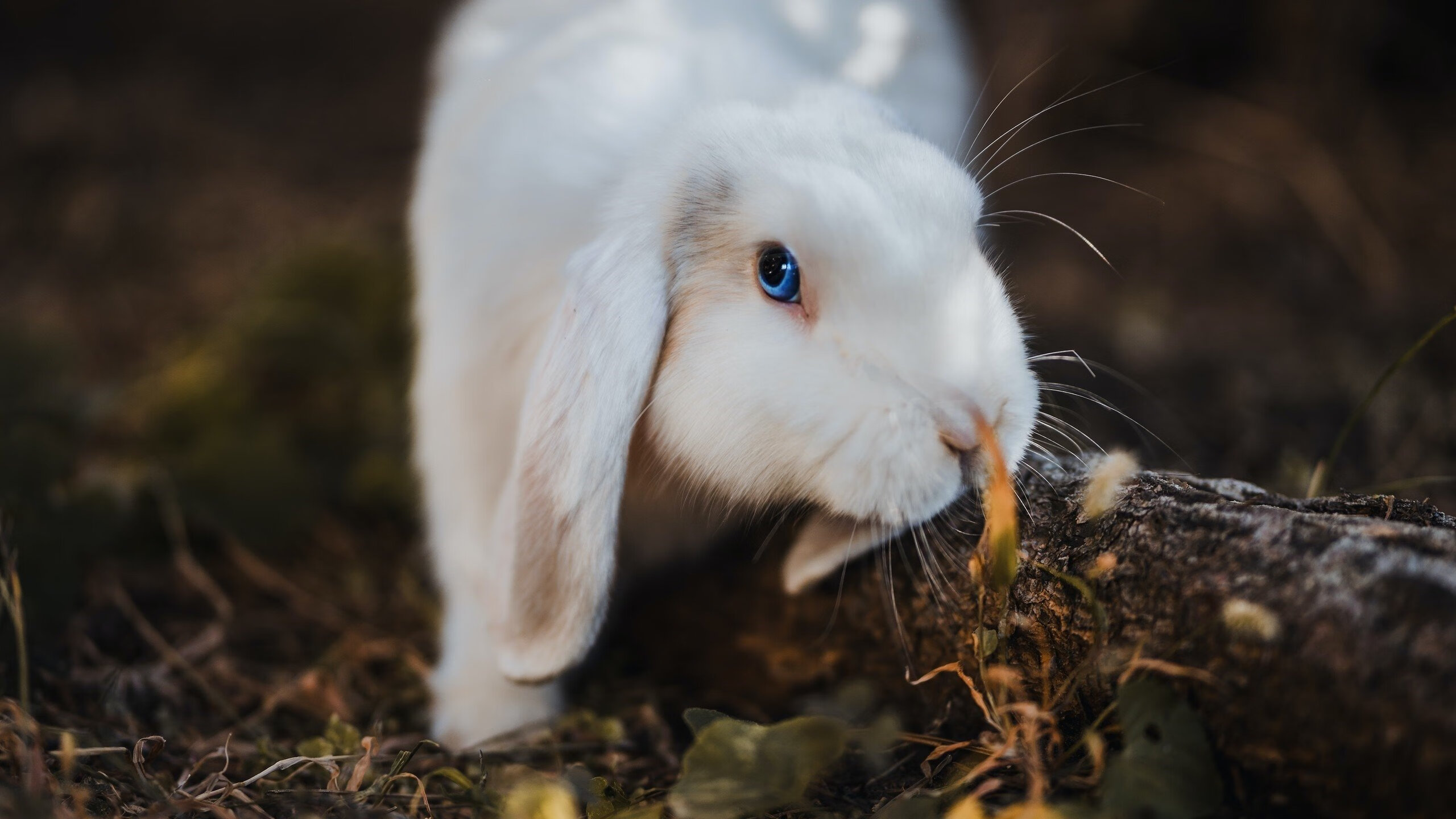 开云体育-引擎与辣椒，当F1年度争冠战遇上挪威的冷静与墨西哥的火焰