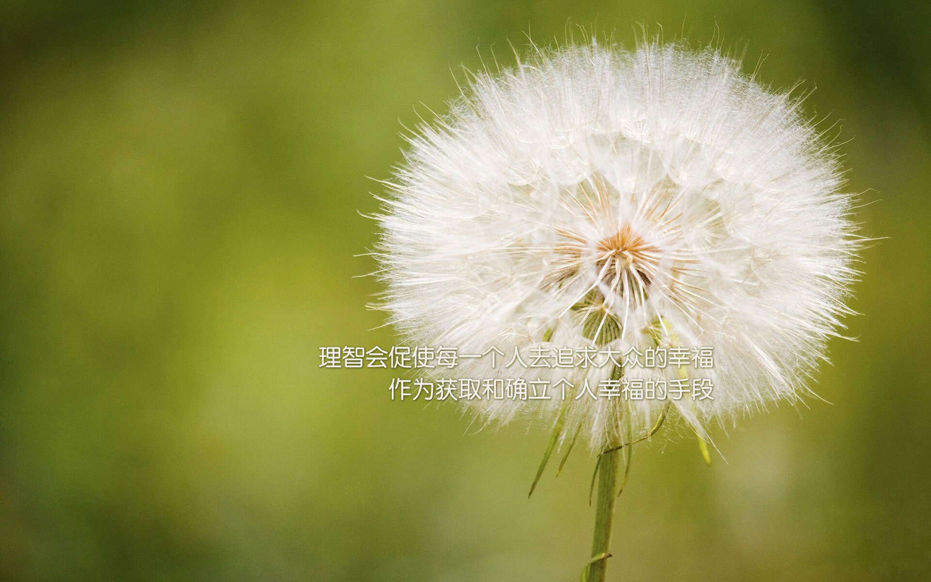 开云体育-平行宇宙的碰撞，当字母哥的雄鹿强压上海队，东契奇如何成为终极变量