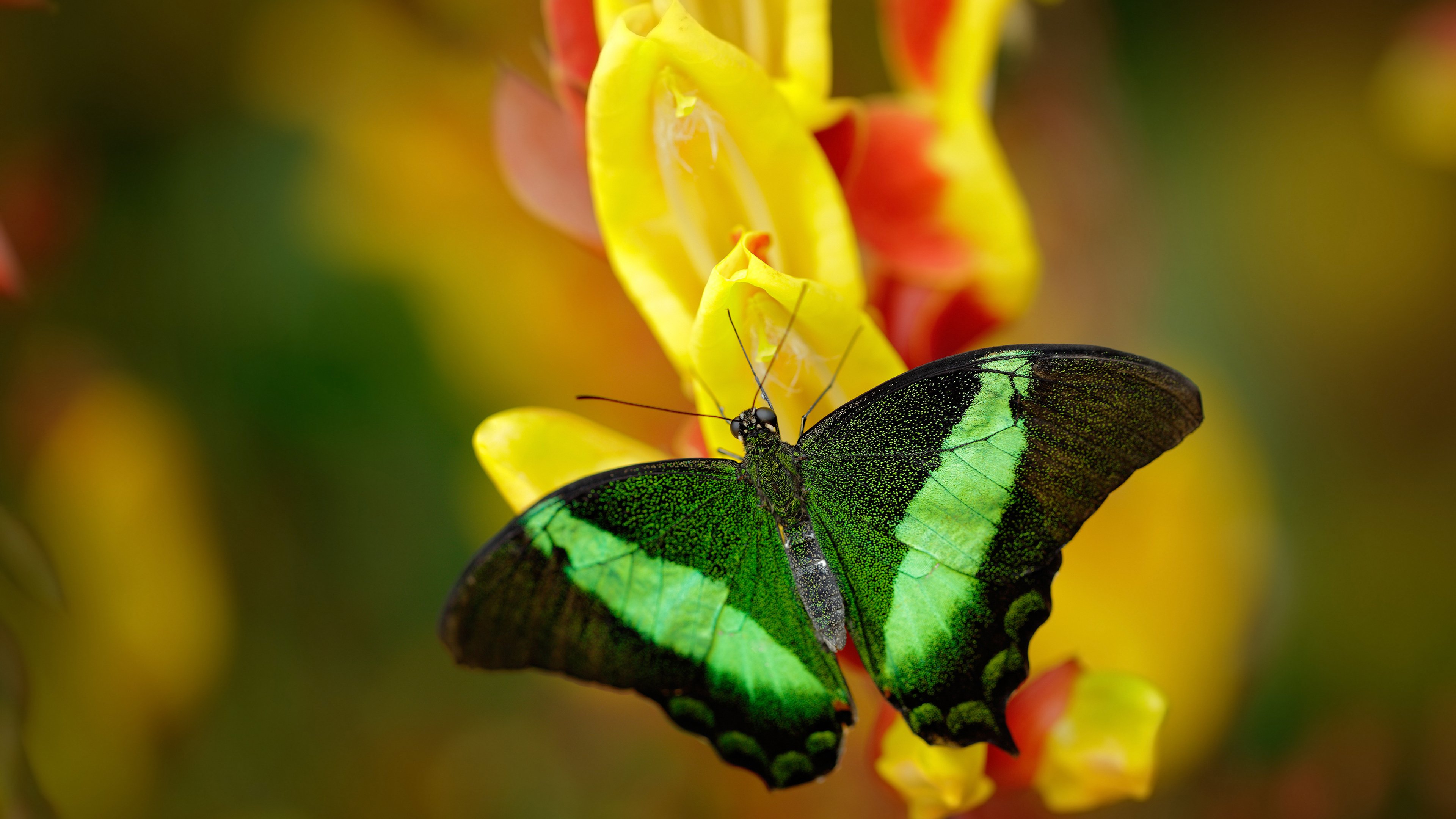 从罪人到英雄，穆勒救赎之战，袋鼠军团撕裂伊比利亚神话