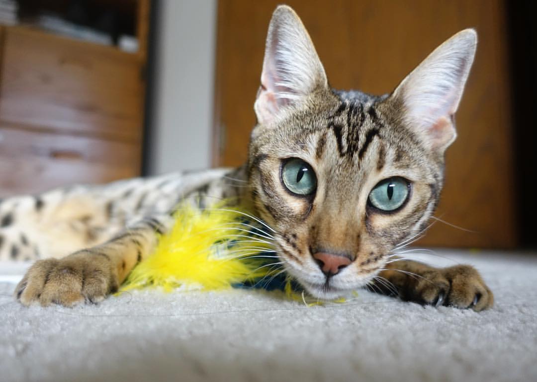 姆巴佩引爆洪都拉斯防线，塞内加尔天才如何用速度与智慧撕碎一切