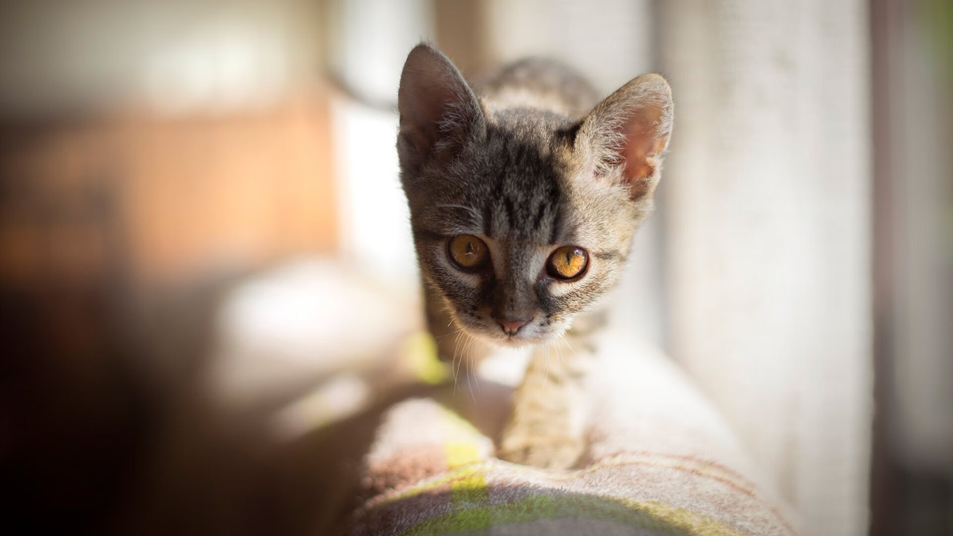 开云体育-青春风暴终遇克星，当凯尔特人邂逅保罗，胜利成为最精确的算术题