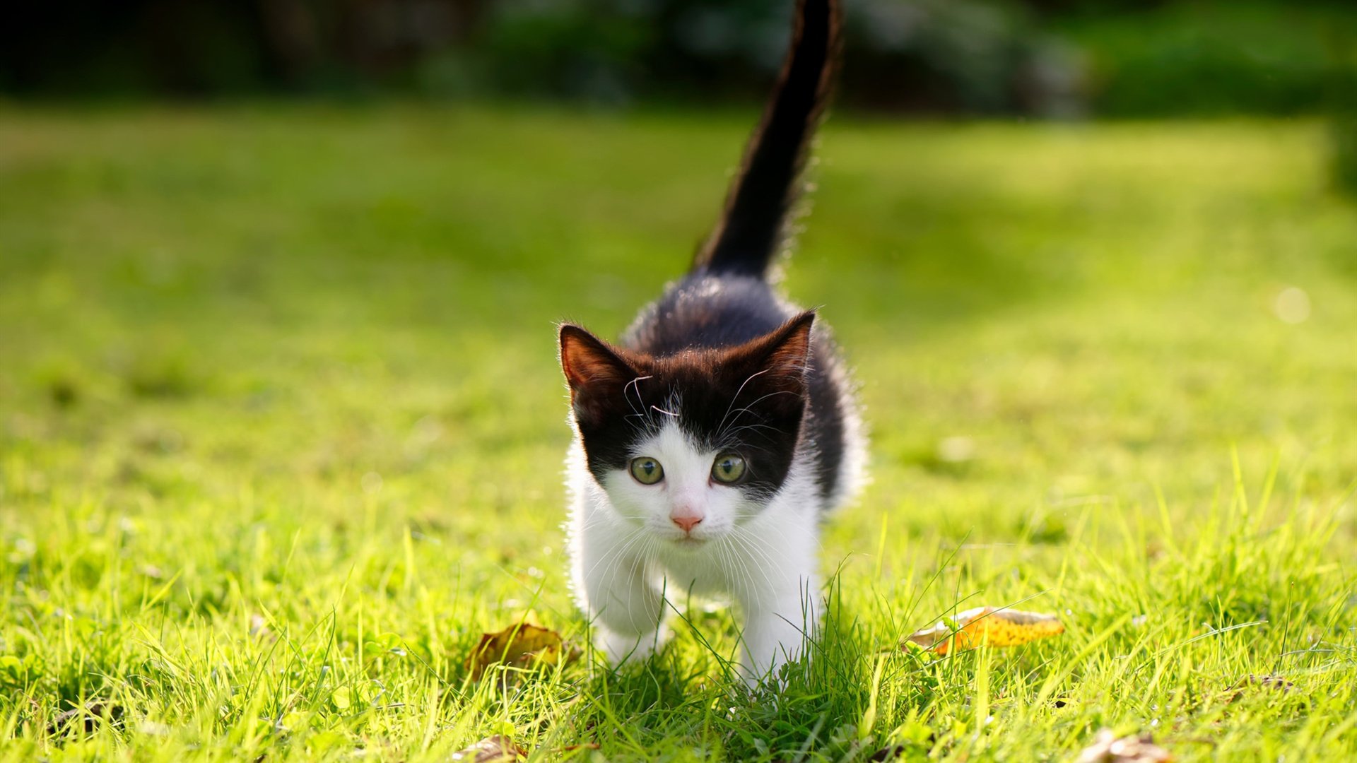 开云体育-当世界杯的能量注入篮球场，篮网强压山西背后的全球体育共振