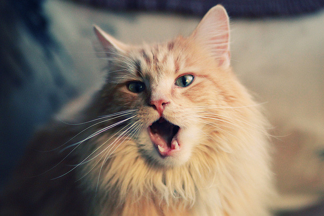 当世界杯的能量注入篮球场，篮网强压山西背后的全球体育共振