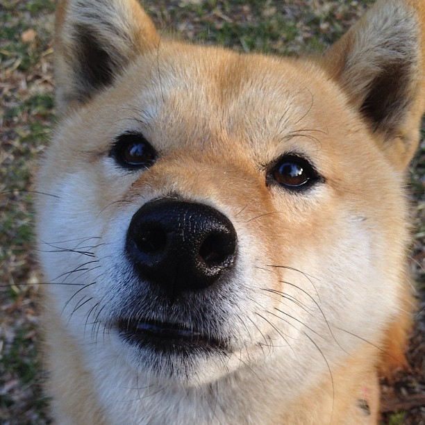 三分雨淹没银黑军团，范弗利特独揽38分，深圳男篮制造跨联盟惊天冷门