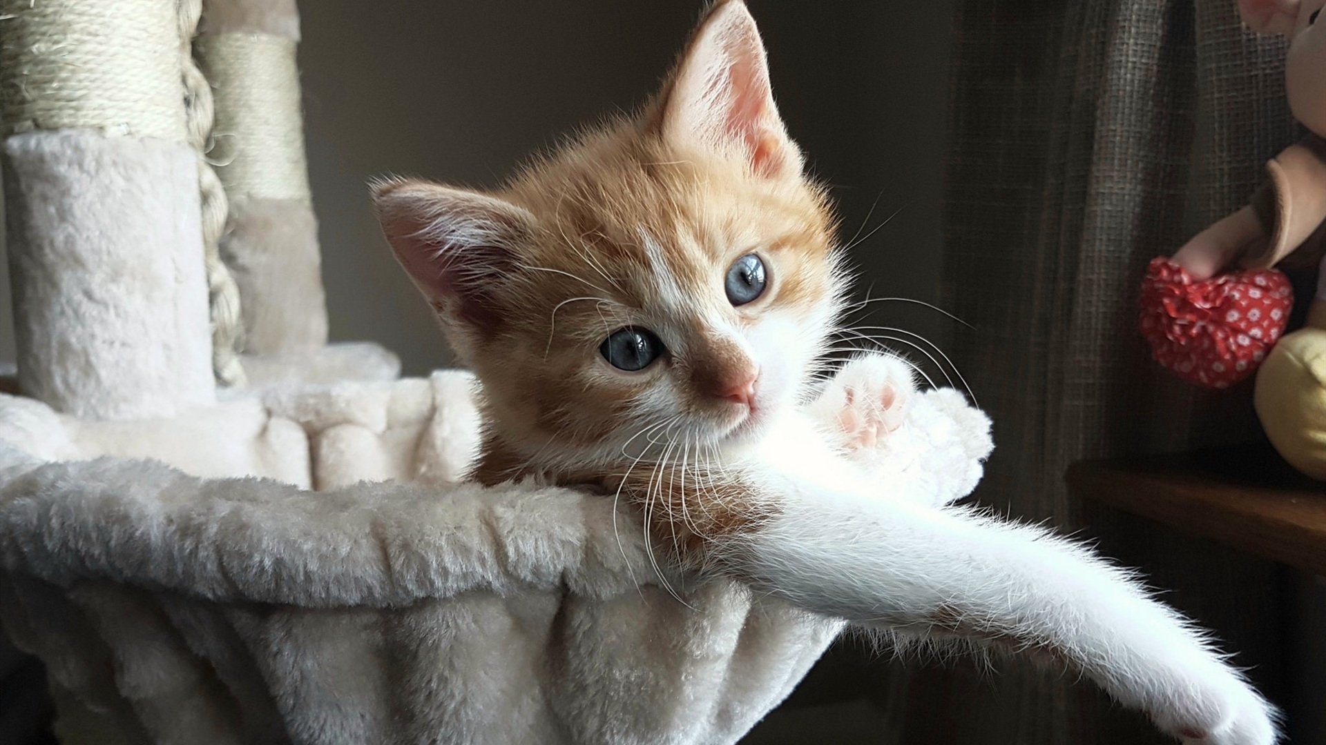 救世主与阶下囚，杰伦·格林的抢七炼狱