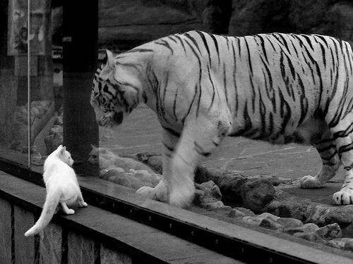 不完美巨人与完美一击，文班亚马如何驯服洛杉矶快船