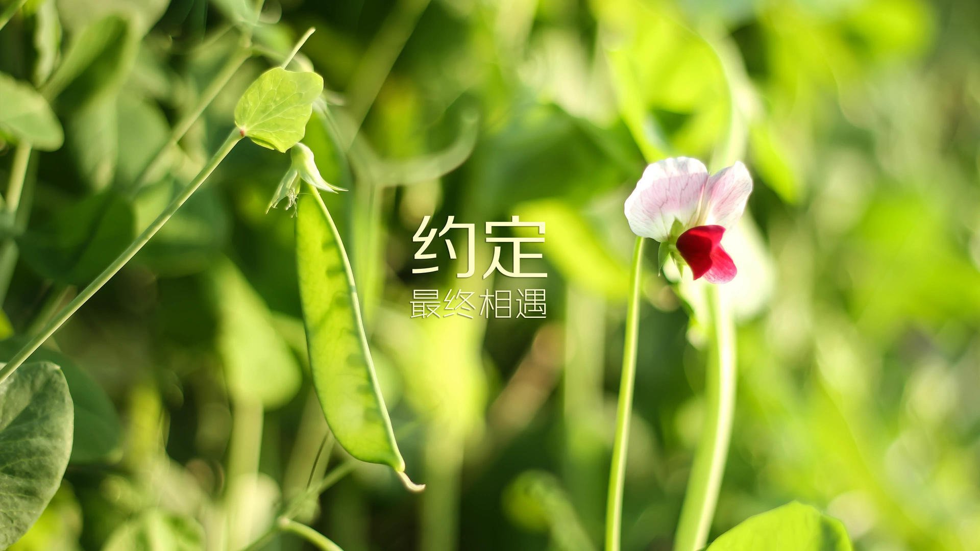 开云体育app-2026世界杯C组,亚洲风暴席卷北欧—泰国碾压瑞典,三笘薰一人封神